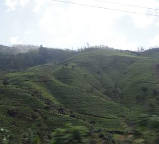 Nuwara Eliya