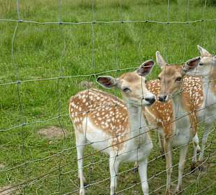 Wildgehege im Kurpark
