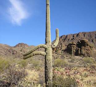 Saguaro Park