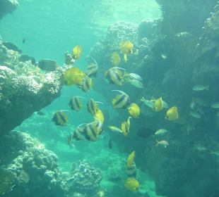 Unterwasser (Hotel Utopia Beach)