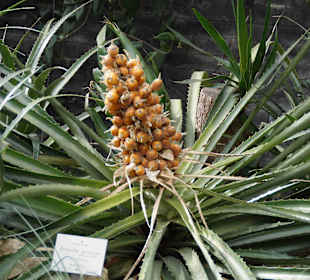 Anlage Planten un Blomen