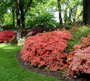Spaziergang durch den Rhododendronpark im Mai