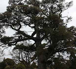 Muckross House, Park, Killarney Nationalpark