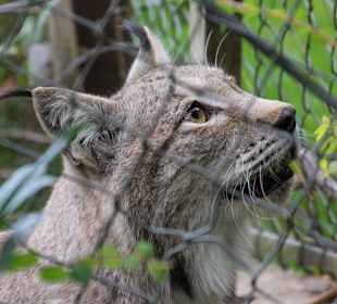 Ausflugsziel: Zoo in Waldkirch