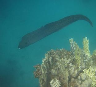 Moräne Coraya-Bucht