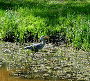 Graureiher auf Beutezug im Stadtwald
