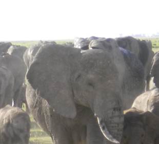 Laufen direkt am Wagen vorbei