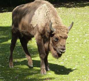 Wisent 