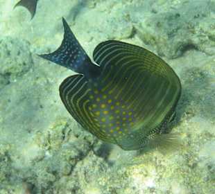 Пятнистый полосатик