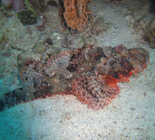Skorpionfisch