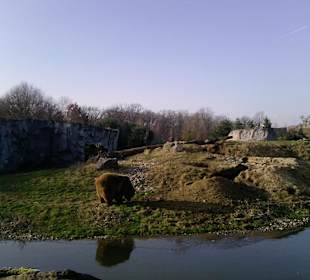 Die Braunbärenanlage 