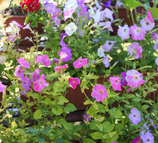 Blumen