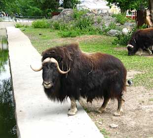 Zoo Moskiewskie
