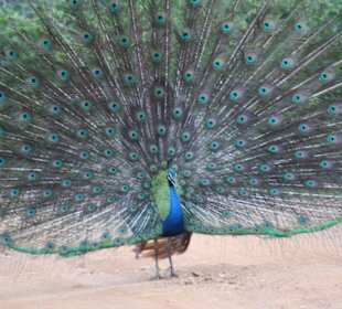 Safari im Yala Nationalpark