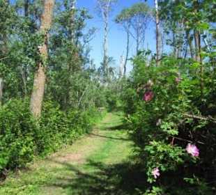 Auf dem Amisk Wuche Trail