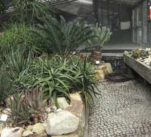 Wüstenpflanzen -  Alter Botanischer Garten