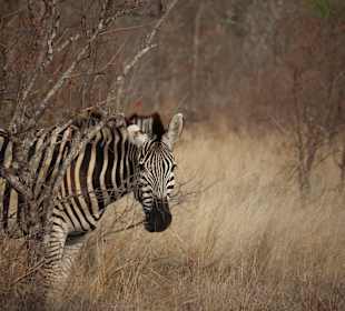 Safari Tour Timbavati