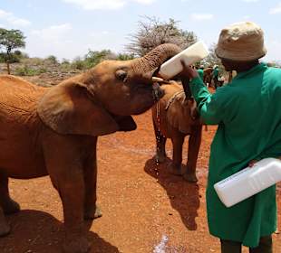 Milch für die Kleinen