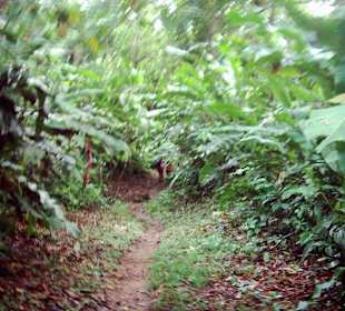 Path in the rain forest at Rio Caura