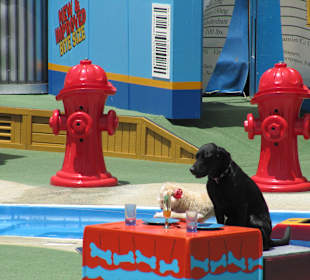 "Haustiervorführung"