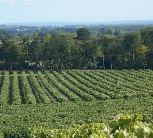 Weingut Guillon-Painturaud