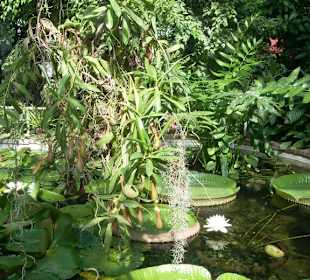 Orto botanico di Praga