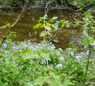Schöne Pflanzen am Ufer