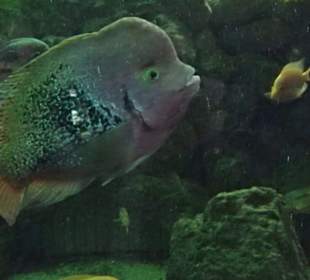 Tierpark Hellabrunn - Fische