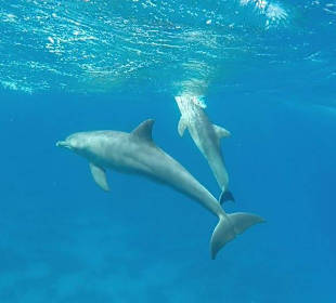 Delphinausflug