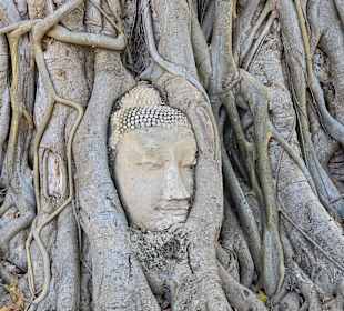 Eingewachsener Buddha 