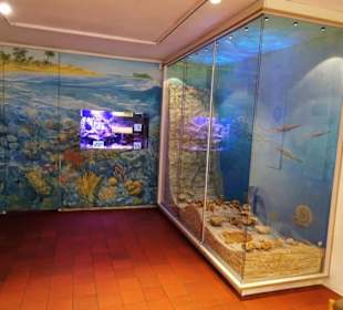 In der Abteilung Entstehungsgeschichte des Jura