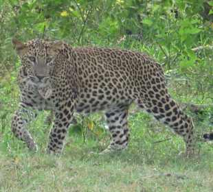 Nicht immer zu sehen