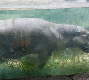 Singapur Zoo