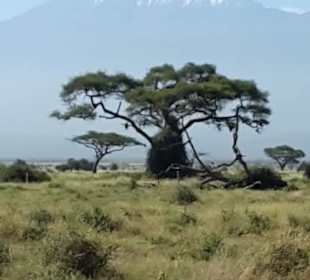 Baobab vor dem Berg