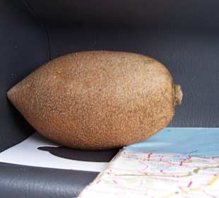 Mamey