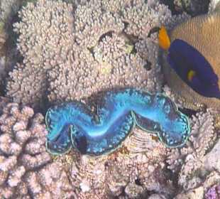 Schnorcheln am Hausriff