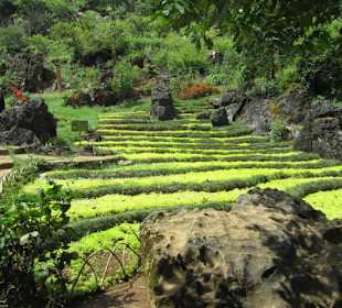  Mock Rice Terraces