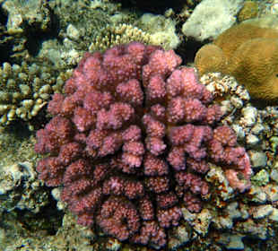 Das intakte Hausriff