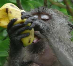Monkey Bay