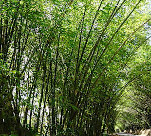 Bambus-Alleee