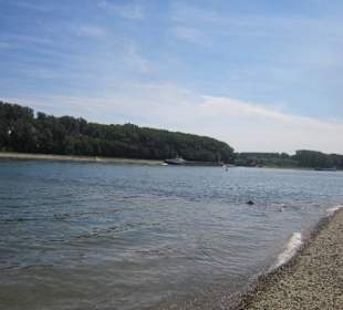 Am Rhein in Germersheim Niedrigwasser