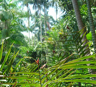 Botanischer Garten Singapur 