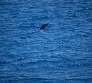 Kleiner Delphin fragt nach dem Weg