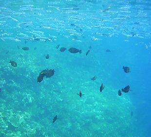 Schnorcheln am Riff vom Magic Tulip Resort (02/2018)