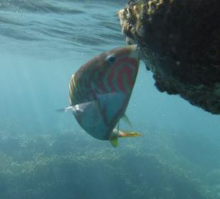 Schnorcheln Marsa Alam