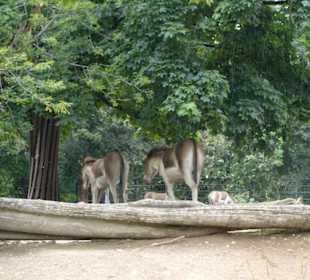 ZOO Praha