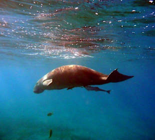 Dugong