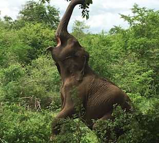 Junger Elefante