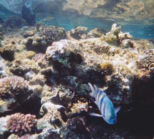 Davon gab es immer Schwärme 