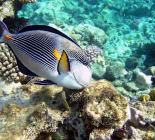 Arabischer Doktorfisch